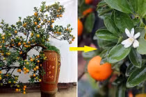 Chuyên gia phong thủy hướng dẫn chọn quất bền đẹp, đủ Tứ Quý