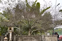 Cận cảnh cây đào trăm tuổi dáng hồ ly 9 đuôi xuống phố