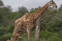 Video: Hươu cao cổ bị đàn sư tử cắn xé trong suốt 5 giờ đồng hồ