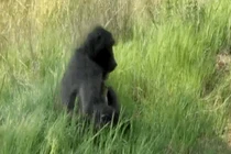 Video: Khỉ đầu chó ôm báo gấm con bỏ chạy