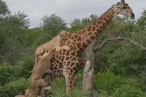 Video: Hươu cao cổ bị đàn sư tử cắn xé trong suốt 5 giờ đồng hồ