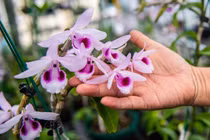 Chuyên gia chỉ ra mánh khóe của những kẻ lừa đảo lan đột biến