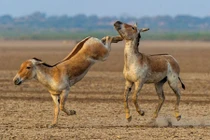 Những bức ảnh đẹp mê hồn về thế giới động vật hoang dã ở Ấn Độ