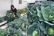 Vườn rau quả xanh mát che bóng sân thượng của bà mẹ Hà thành