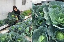 Vườn rau quả xanh mát che bóng sân thượng của bà mẹ Hà thành