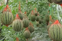 Trồng dưa hấu trên không, mỗi ngày đút túi hơn 70 triệu