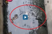 Video :Giải cứu chó sơ sinh rơi xuống hào nước