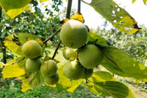 Vùng đất có loại quả tên nghe như chim vị ngon 'tuyệt phẩm'