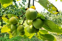 Vùng đất có loại quả tên nghe như chim vị ngon 'tuyệt phẩm'