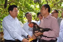 Không chú ý nhãn hiệu, dễ mua gà Hồ “dỏm”