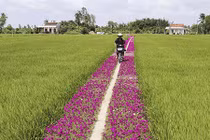 Video: Con đường hoa mười giờ lãng mạn nhất Tiền Giang