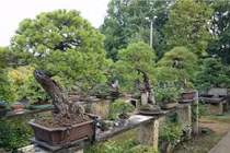 Bị trộm cây quý 400 năm tuổi và phản ứng bất ngờ của người chủ