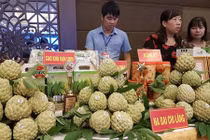 Những đường tời dài nửa cây số đưa “trái vàng” xuống núi