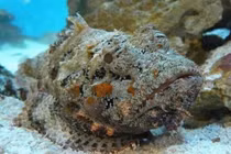 Đặc sản cá mặt quỷ ở Nha Trang về Hà Nội giá 2-3 triệu đồng/kg