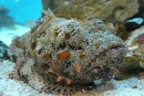 Đặc sản cá mặt quỷ ở Nha Trang về Hà Nội giá 2-3 triệu đồng/kg