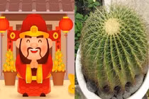 5 loại cây Thần Tài, chiêu tài dẫn lộc, lọc sạch không khí