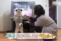 Video: Chú chó từ chối mọi bữa ăn nếu không được xem bóng chày