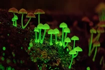 Loài nấm phát quang ngỡ như trong phim nhưng lại có thực ở Việt Nam