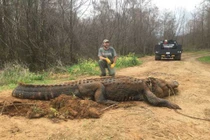 Bắt được cá sấu siêu "khủng", to đến mức không ai tin là thật