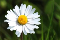 Trong mâm cơm người yêu bỗng thốt ra 1 lời khiến bố tôi giận nóng mặt