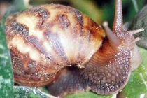 Sau mưa lớn cần cẩn thận với loài động vật này