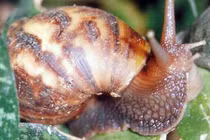 Sau mưa lớn cần cẩn thận với loài động vật này