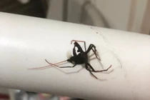 Hốt hoảng thấy sinh vật lạ như ngoài hành tinh, cô gái đập chết rồi hối hận