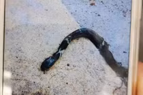 Bị đánh, rắn hổ mang giả vờ chết để trả thù