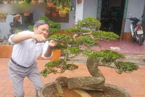 "Phát sốt" với "cụ" duối lùn dáng long, giá 100 triệu ở Ninh Bình