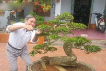 "Phát sốt" với "cụ" duối lùn dáng long, giá 100 triệu ở Ninh Bình