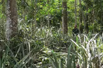 Lạc vào khu rừng nguyên sinh toàn gỗ quý ở Quảng Bình