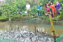 Về Cần Thơ xem đàn cá lóc biết “nhảy múa”