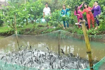 Về Cần Thơ xem đàn cá lóc biết “nhảy múa”