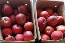 Táo đá Trung Quốc tràn ngập thị trường, giá rẻ như rau