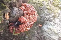 Kỳ lạ loại nấm “bộ não đẫm máu” mọc ra từ gốc cây