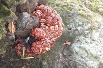 Kỳ lạ loại nấm “bộ não đẫm máu” mọc ra từ gốc cây