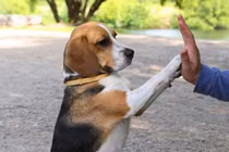 Trong suốt cuộc đời loài chó học được 165 từ