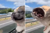 "Con sen" phát mệt vì boss vụng về mà vẫn cố gắng tỏ ra ngầu đét