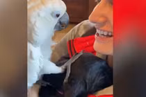 Video: Khoảnh khắc chú vẹt âu yếm và nói “I love you” với cún con
