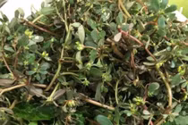 Loài rau dại mọc đầy ở Việt Nam mang sang nước ngoài trở thành "thần dược"