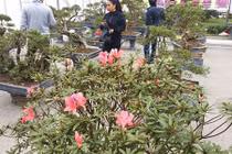 Đỗ quyên bonsai "hàng độc" chưng Tết giá gần tỷ "trình làng" Thủ đô