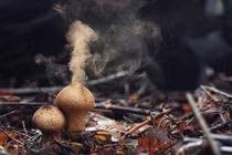 Ngỡ ngàng loại nấm có khả năng tạo mưa thần kỳ