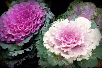 Hoa nhập khẩu đẹp nhưng giá "cắt cổ", hoa nội có lép vế?