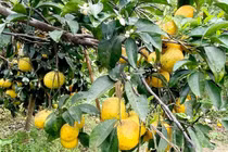 Quýt PQ, đặc sản Nghệ An mất giá 