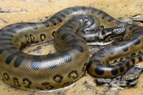 Bí ẩn ít biết về loài trăn 'chúa tể' lớn nhất lịch sử Trái Đất