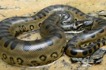 Bí ẩn ít biết về loài trăn 'chúa tể' lớn nhất lịch sử Trái Đất