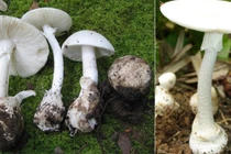 Ăn nấm rừng, chồng tử vong, vợ và con dâu nguy kịch