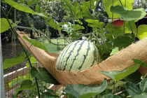 Hóa ra rau củ trong vườn cũng biết "làm trò" ra phết