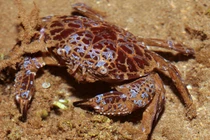 Loài cua có thể gây chết người trong thời gian ngắn