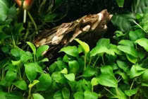 Khám phá công dụng chữa sỏi thận "vi diệu" của lá trầu bà